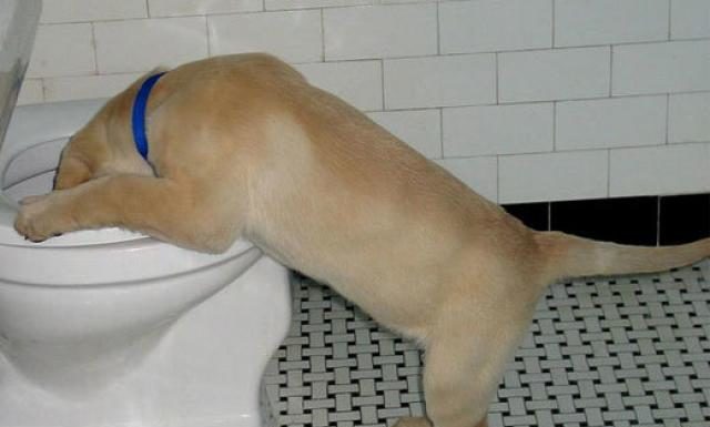 comment faire vomir un chien