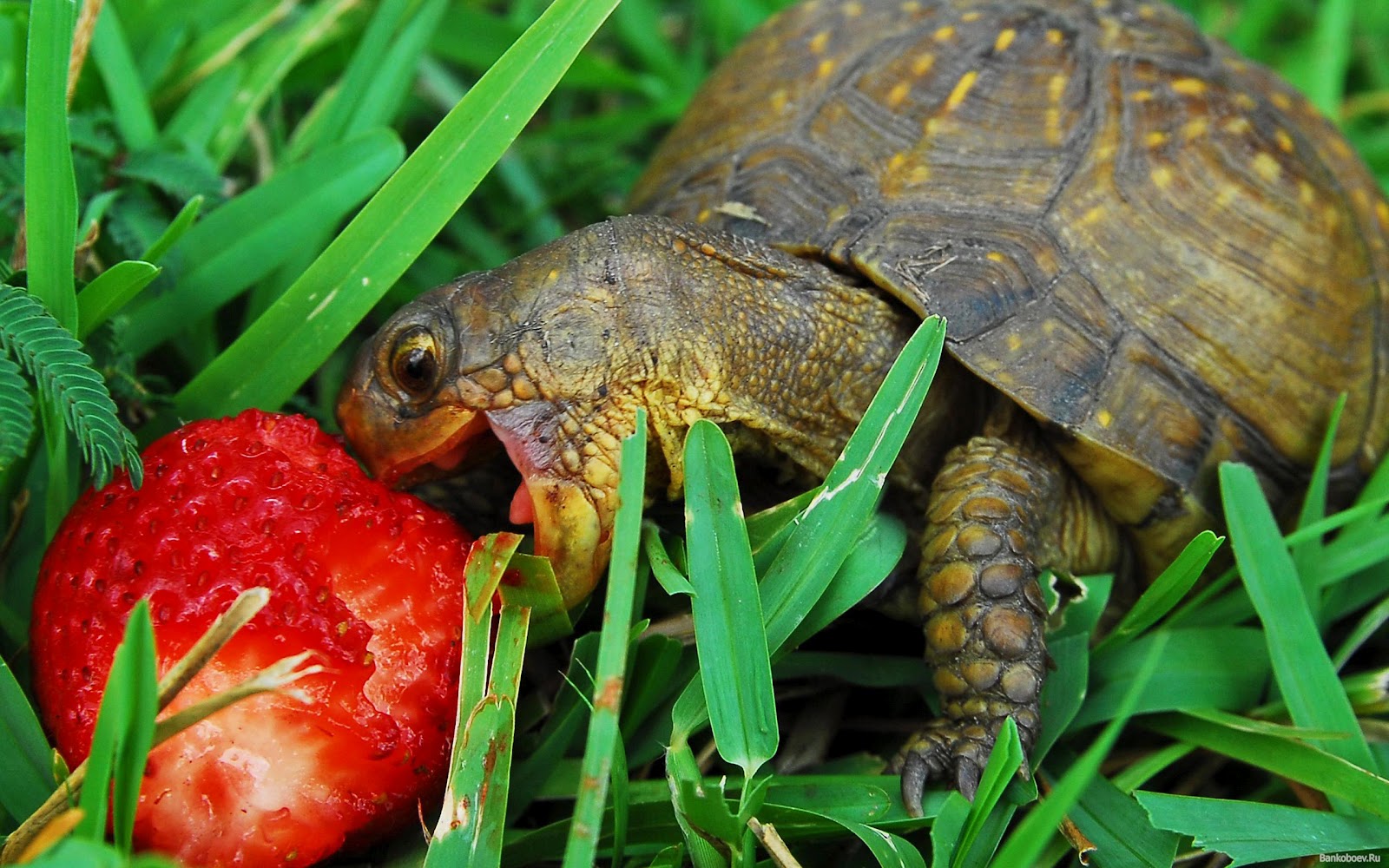 que mange une tortue de terre