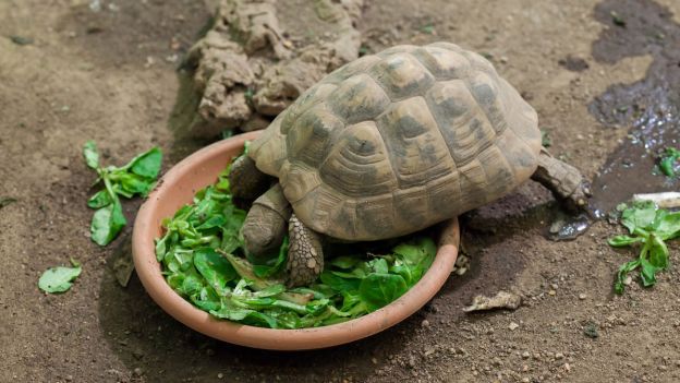 tortue de terre qui mange