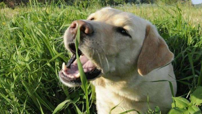 Pourquoi mon chien mange-t-il de l'herbe