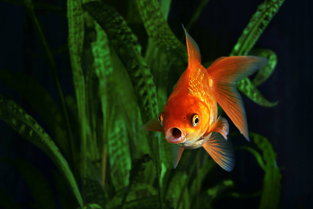 augmenter l'espérance de vie de son poisson rouge