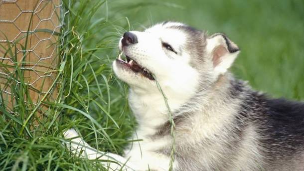 chien qui croque un morceau d'herbe