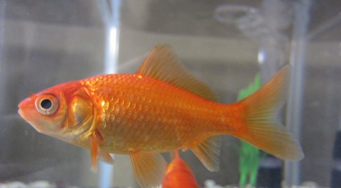 durée de vie moyenne d'un poisson rouge