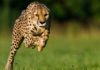 animaux les plus rapides du monde