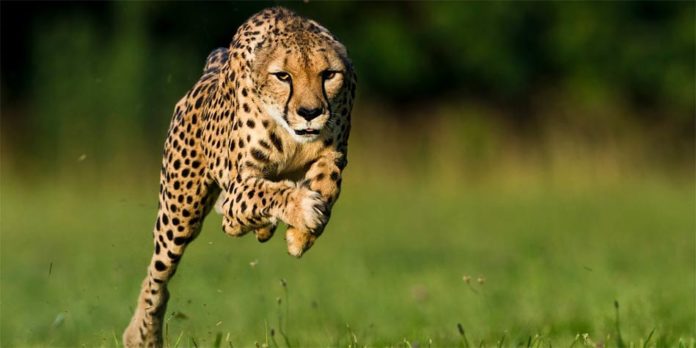 animaux les plus rapides du monde