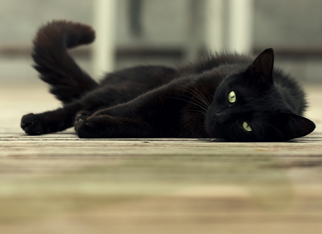 adopter un chat noir