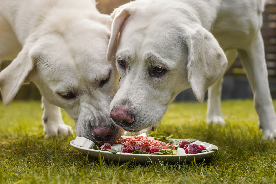 Alimentation bio pour chien : vraiment meilleure pour l'animal ?