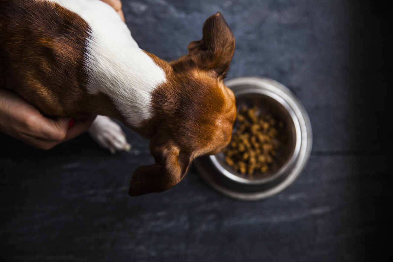 Alimentation bio pour chien : vraiment meilleure pour l'animal ?