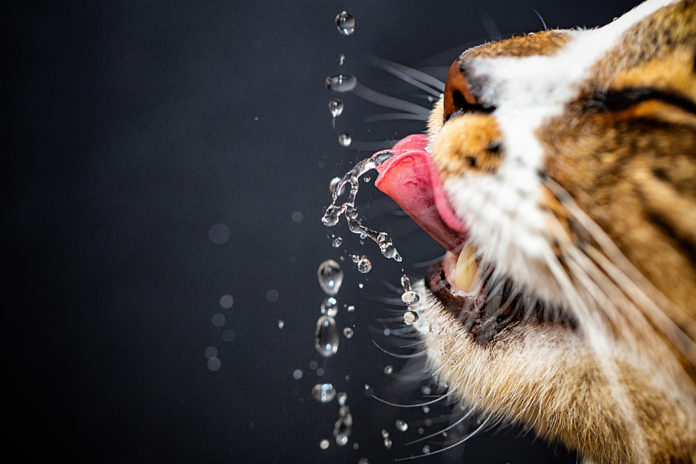 besoins en eau du chat
