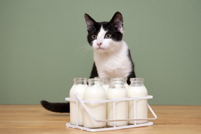 donner du lait à un chat