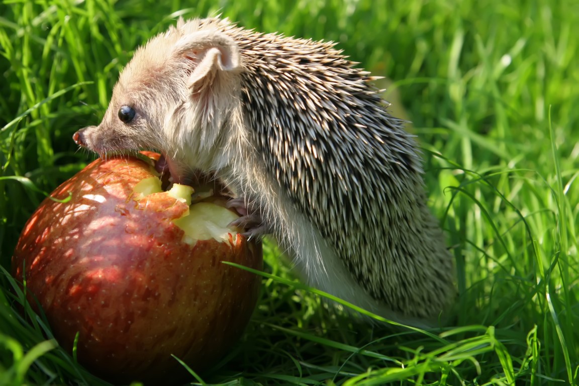 hérisson qui mange une pomme