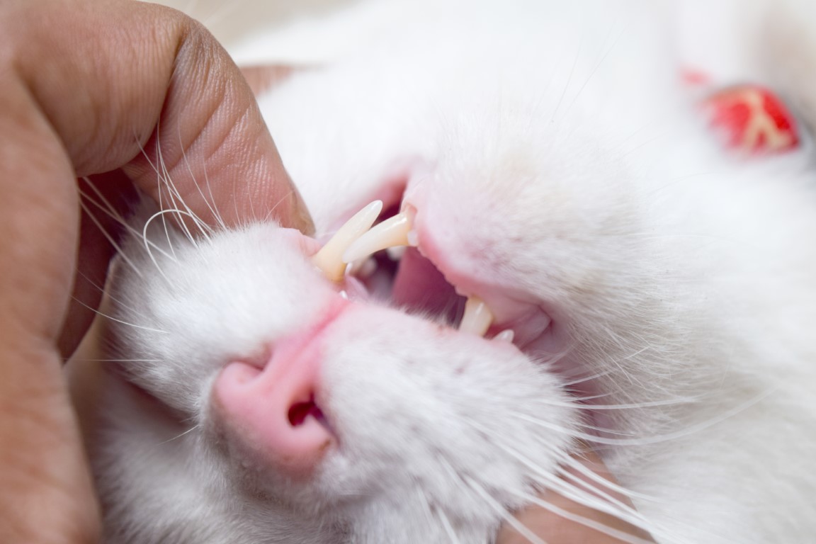 perte des dents de laits chez un chaton