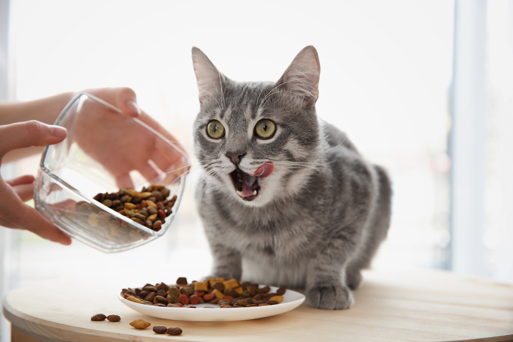 Alimentation du chat