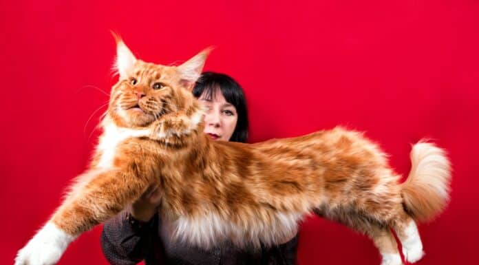 races de chats les plus grands