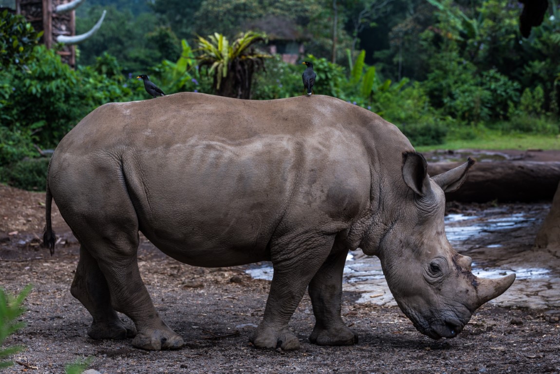 rhinocéros de Java