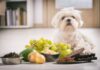 Quels sont les aliments toxiques et dangereux pour les chiens