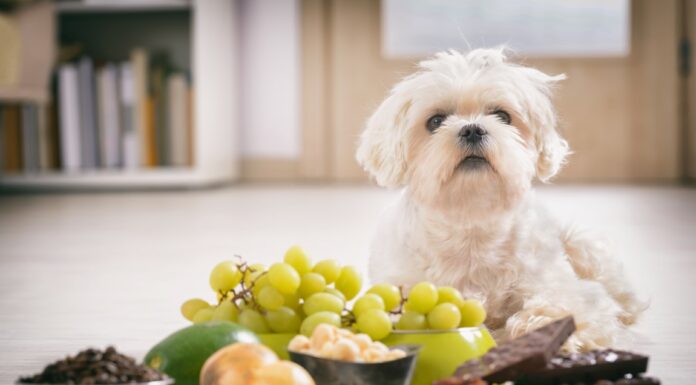 Quels sont les aliments toxiques et dangereux pour les chiens