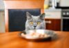 aliments toxiques et dangereux pour les chats