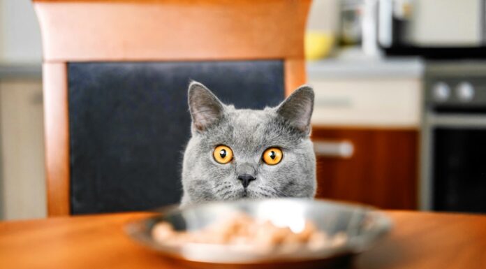 aliments toxiques et dangereux pour les chats