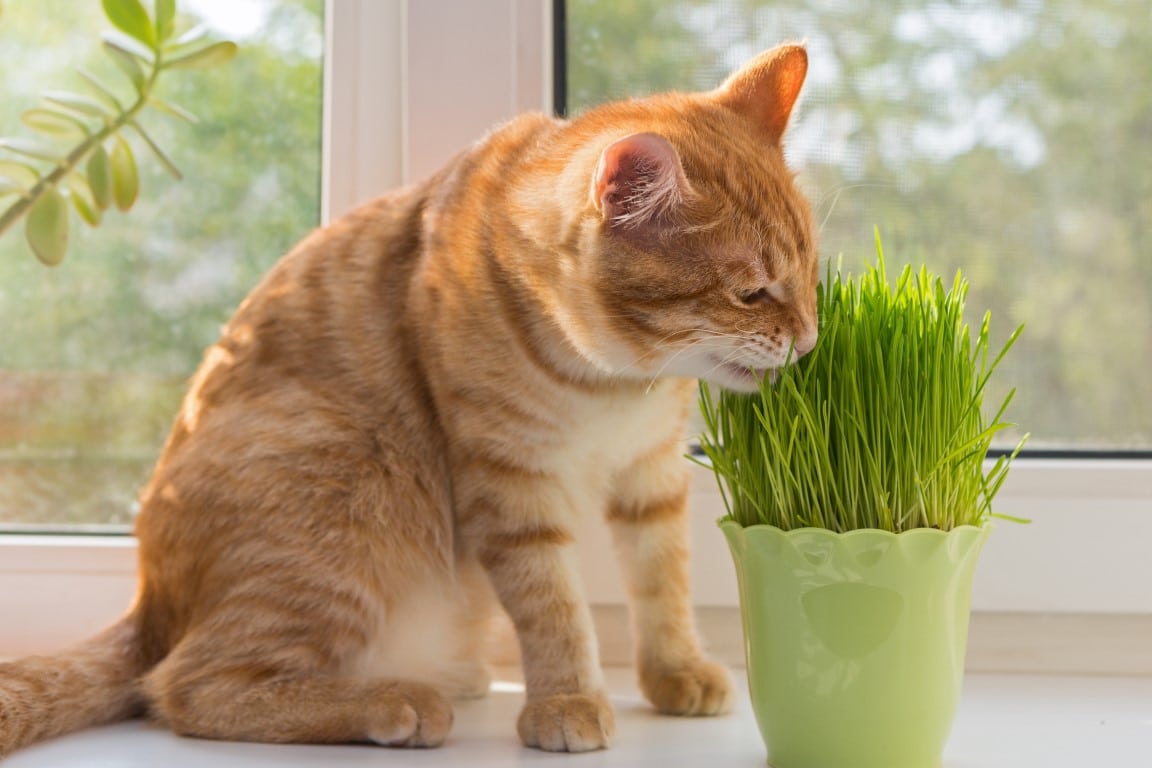 herbe-aux-chats