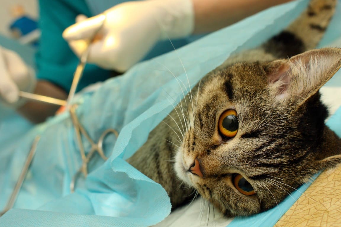ovariectomie chez une chatte
