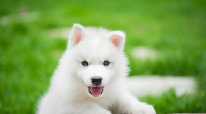 races de petit chien blanc