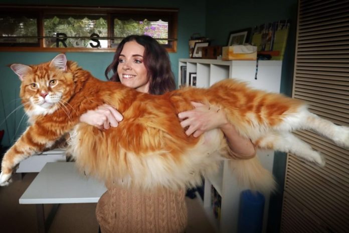 chat Norvégien le plus gros du monde