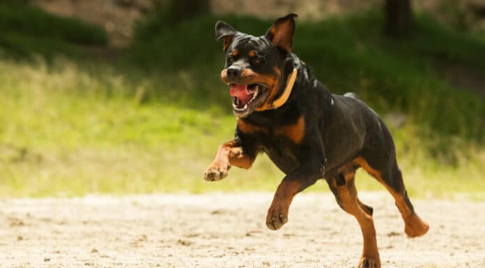 Chiens méchants top 10 des races de chiens les plus dangereux