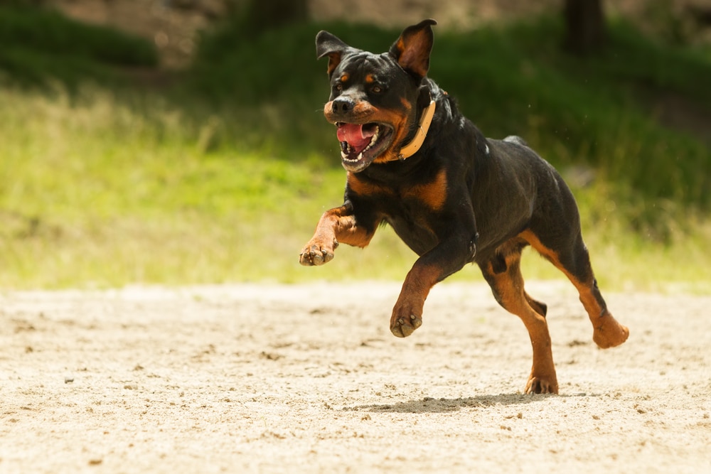 Chiens méchants : top 10 des races de chiens les plus dangereux