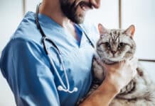 coût des soins vétérinaires chez les chiens et chats