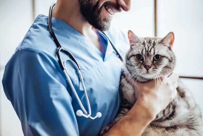 coût des soins vétérinaires chez les chiens et chats
