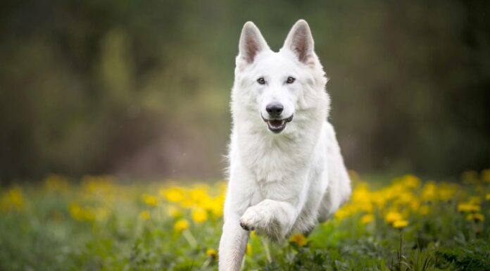 les plus beaux chiens blancs