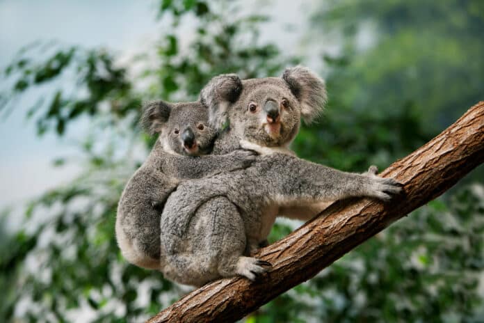 tout savoir sur le koala