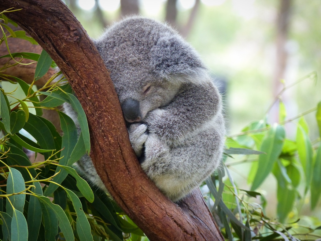 Comment S Appelle La Femelle Du Koala 8 choses à savoir sur le koala - Planète Animaux