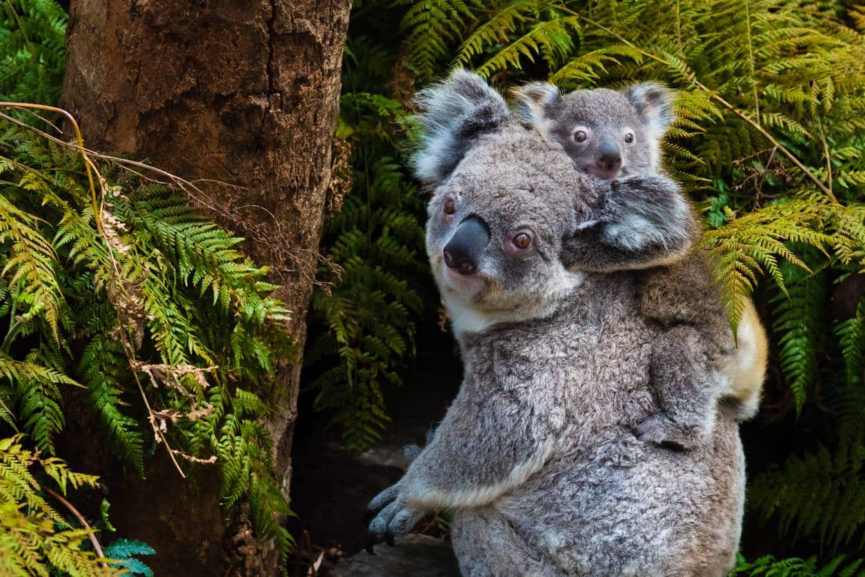 tout savoir sur le koala