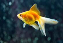 Top 10 des poissons japonais les plus emblématiques