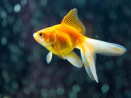 Top 10 des poissons japonais les plus emblématiques
