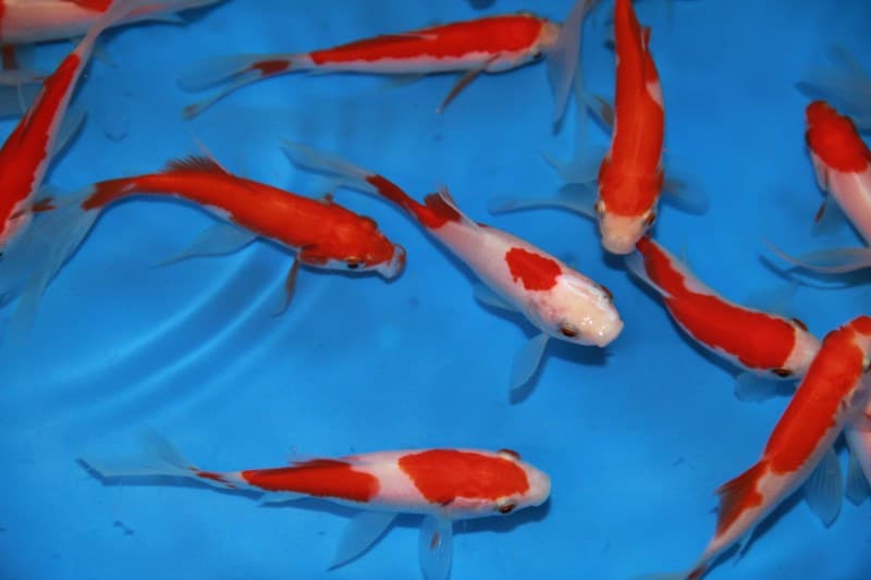 poisson sarasa poisson japonais