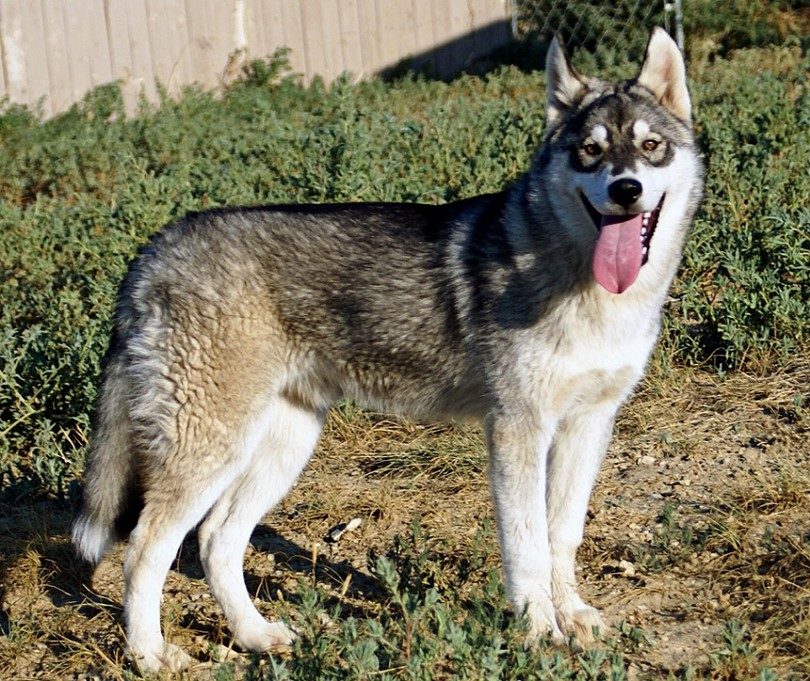 Le kugsha chien loup
