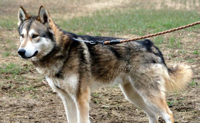 Le tamaskan chien loup