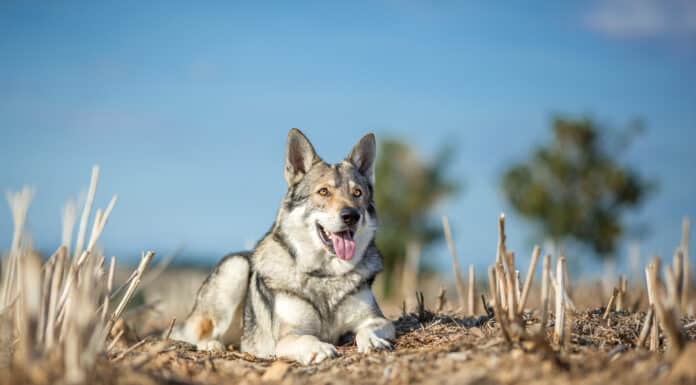Top 12 des races de chiens qui ressemblent à un loup