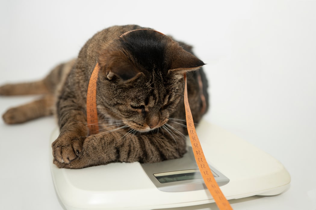chat obèse