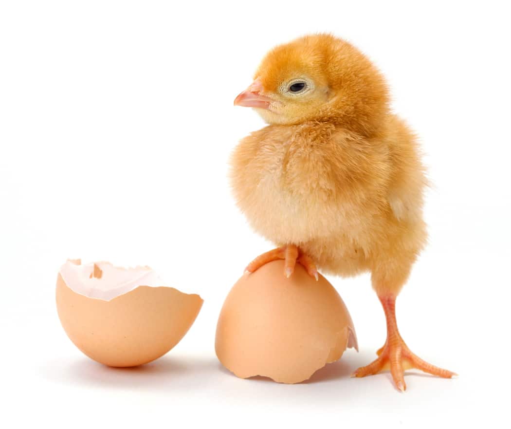 la couvaison de l’œuf de poule