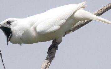 Araponga blanc tout savoir sur l’oiseau au cri très bruyant ! 