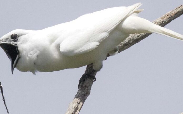 Araponga blanc tout savoir sur l’oiseau au cri très bruyant ! 