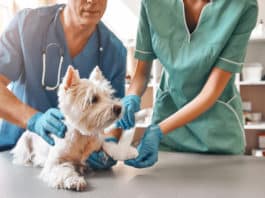 Comment connaître le numéro du vétérinaire de garde en cas d’urgence  