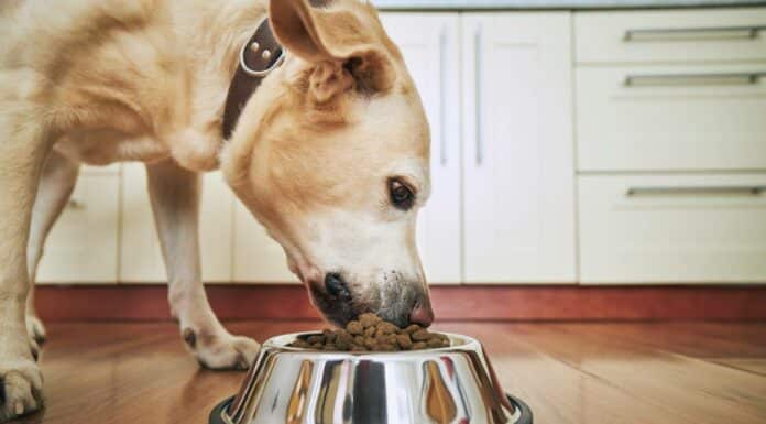 10 conseils de vétérinaire pour mieux nourrir votre chien