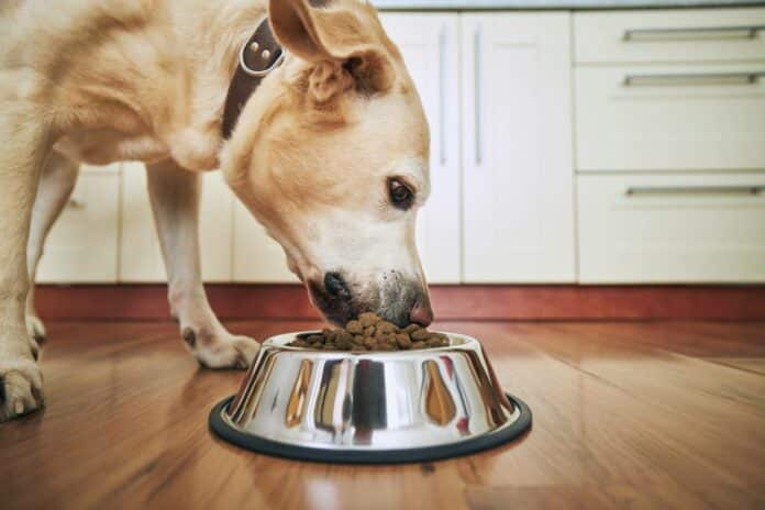 10 conseils de vétérinaire pour mieux nourrir votre chien