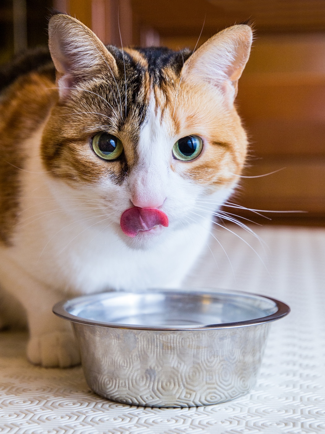 Qu'est-ce que l'alimentation humide pour chat ?
