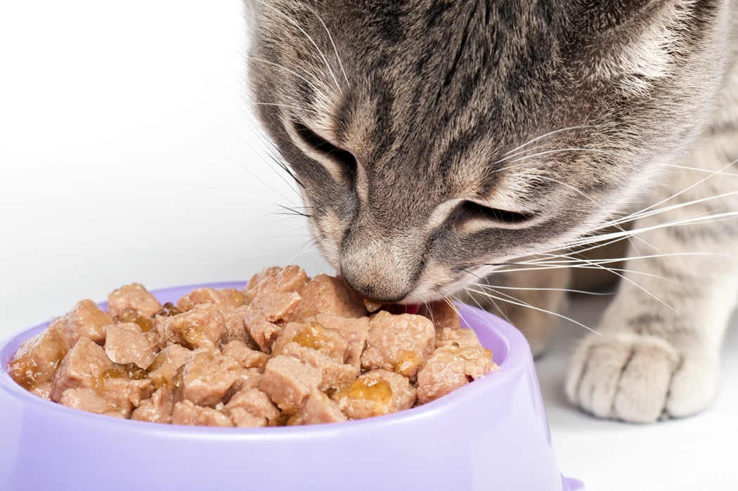 Qu'est-ce que l'alimentation humide pour chat ?